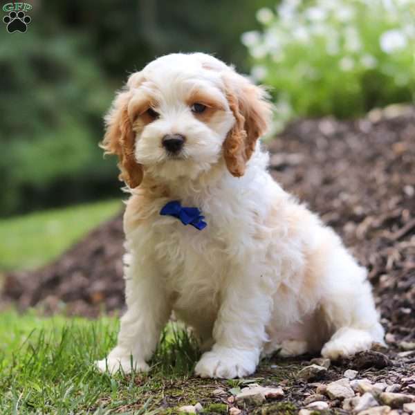 Bodhi, Cockapoo Puppy